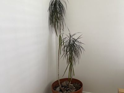 Large Dracaena Marginata Dragon Tree - Potted Houseplant, Approx. 7ft Tall