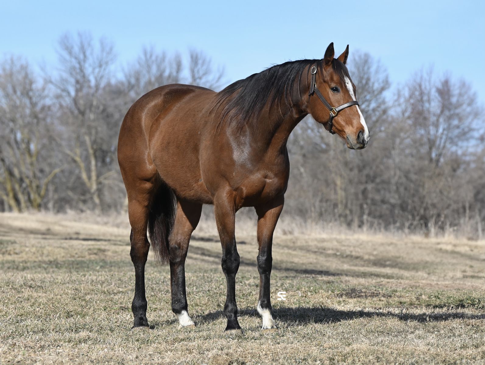 𝗪𝗲𝘀𝘁𝗲𝗿𝗻 | 𝗘𝗻𝗴𝗹𝗶𝘀𝗵 | 𝗔𝗻𝘆𝗯𝗼𝗱𝘆 𝗖𝗮𝗻 𝗥𝗶𝗱𝗲! - 𝗕𝗮𝘆 𝗤𝘂𝗮𝗿𝘁𝗲𝗿 𝗛𝗼𝗿𝘀𝗲 𝗚𝗲𝗹𝗱𝗶𝗻𝗴