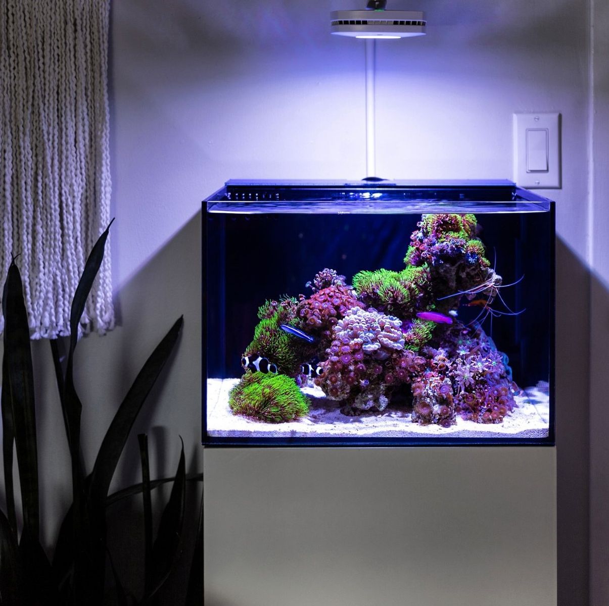 looking for a saltwater tank.