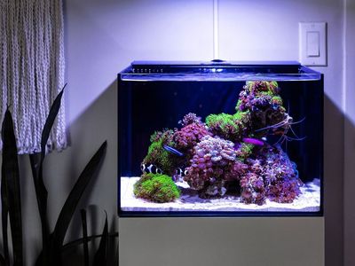 looking for a saltwater tank.