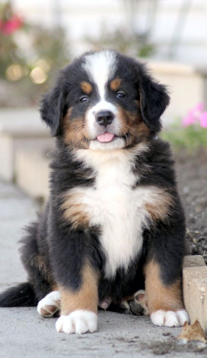 Premium Champion Bernese Mountain Puppy dog, pup