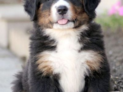 Premium Champion Bernese Mountain Puppy dog, pup