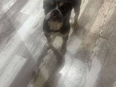 (Free)Rehoming My Dogs