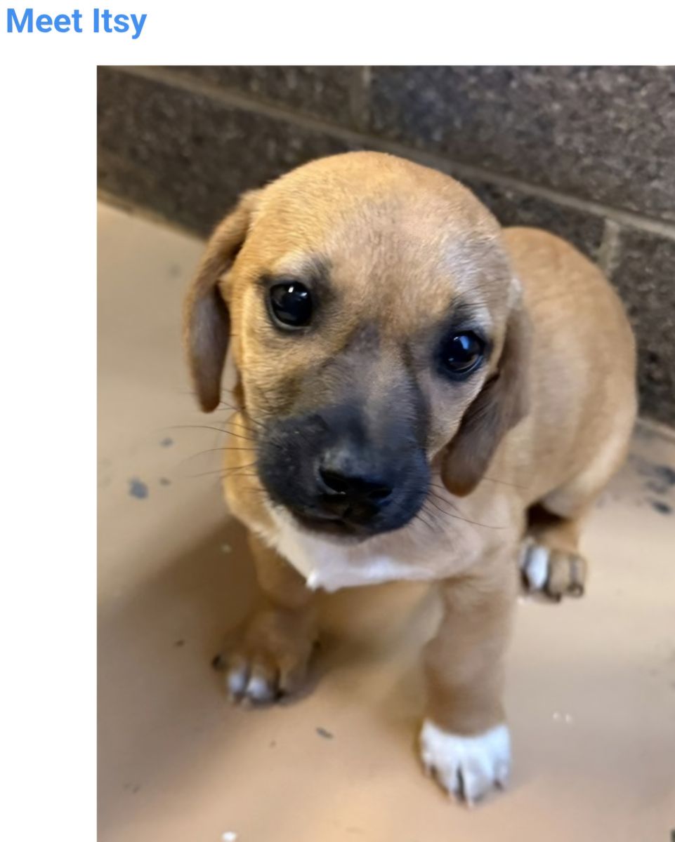 Itsy, 12 week old Dachshund Pointer Mix