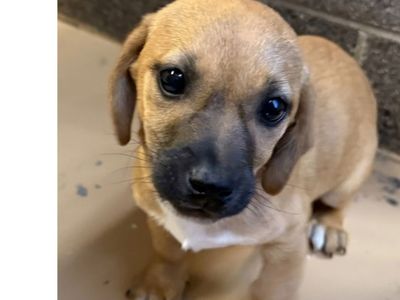 Itsy, 12 week old Dachshund Pointer Mix