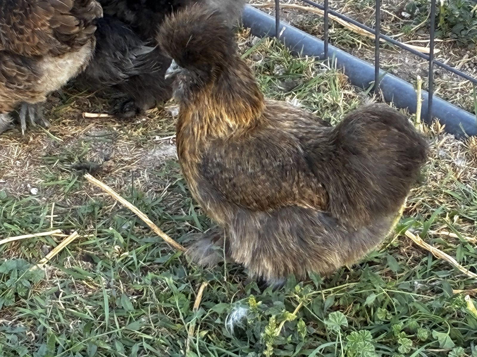 Beautiful Silkie Hens