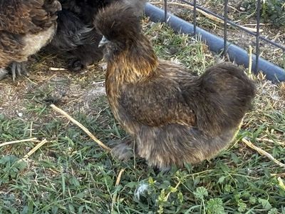 Beautiful Silkie Hens