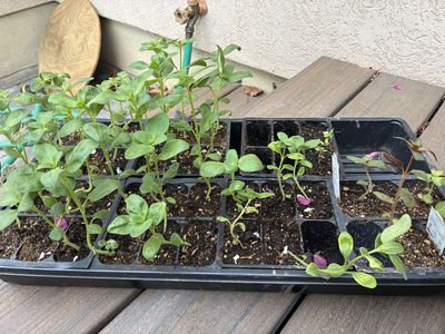 Snapdragons for your cutting garden