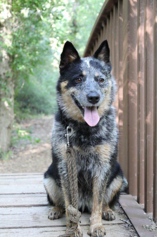 9 year playful female, spayed