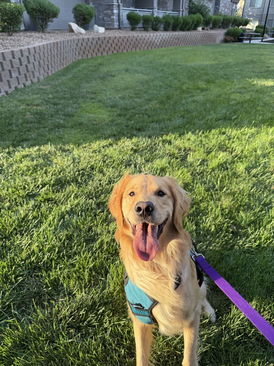 1 year old Golden Retriever