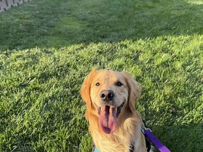 1 year old Golden Retriever