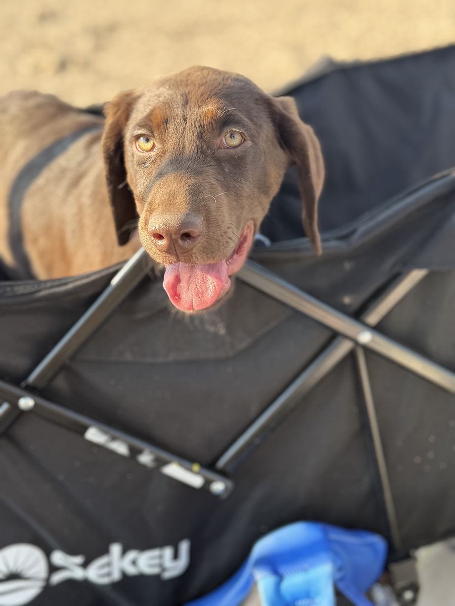 Chocolate lab