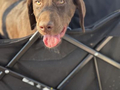 Chocolate lab
