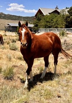 2-Year-Old Skipper W Bred Gelding