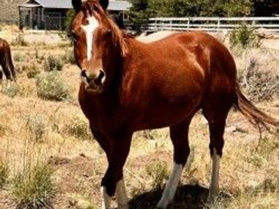 2-Year-Old Skipper W Bred Gelding