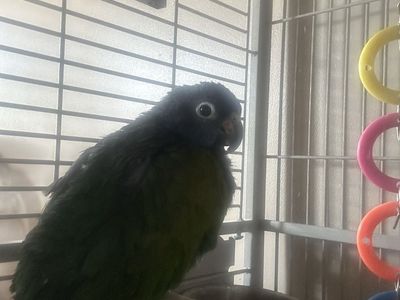 Blue headed Pionus