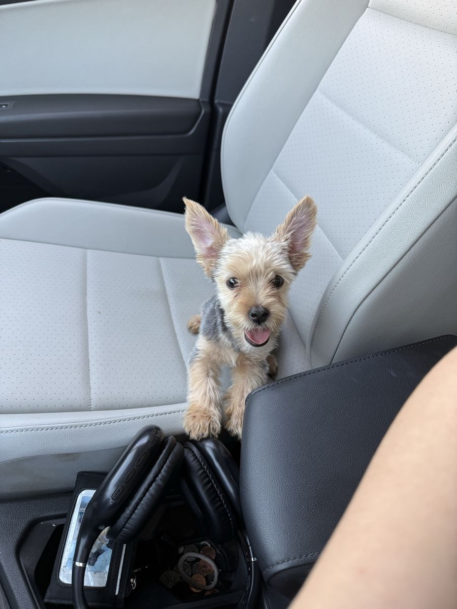 Yorkshire Terrier Puppy 