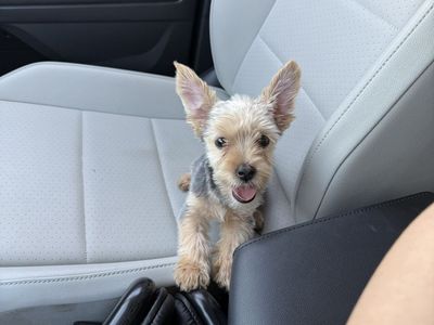 Yorkshire Terrier Puppy
