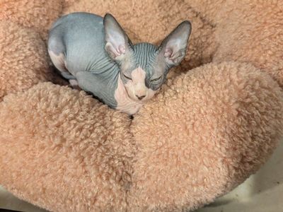 Sphynx Kittens - Adorable Hairless Kittens Ready!