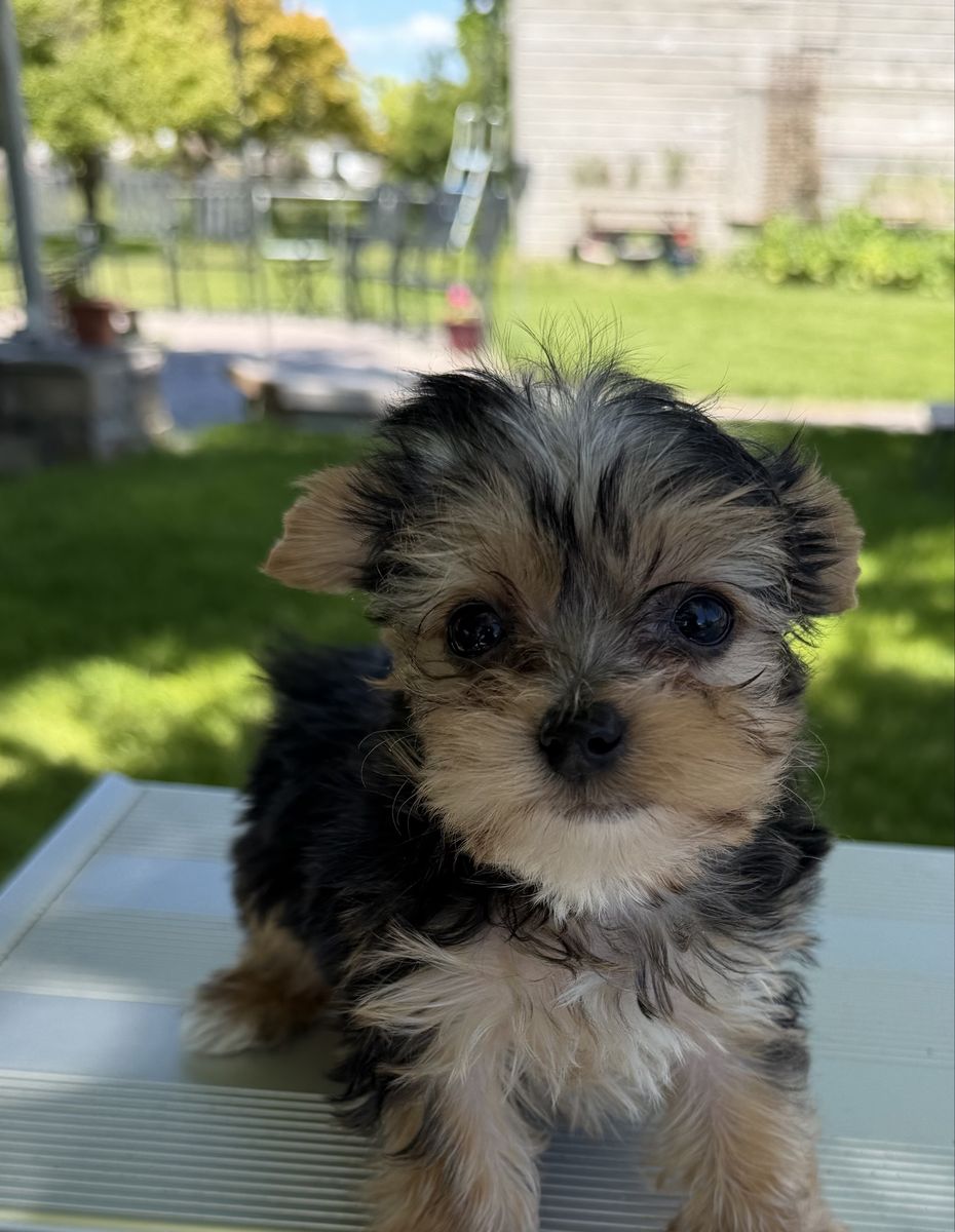 Tiny little Yorkie Purebred Yorkies