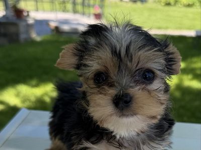 Tiny little Yorkie Purebred Yorkies