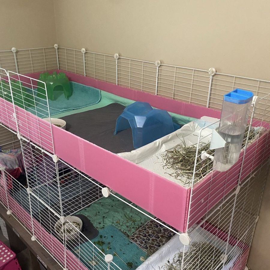 Guinea Pigs & CC enclosures