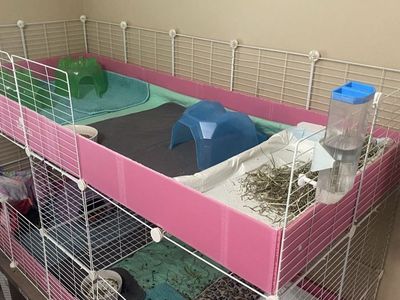 Guinea Pigs & CC enclosures