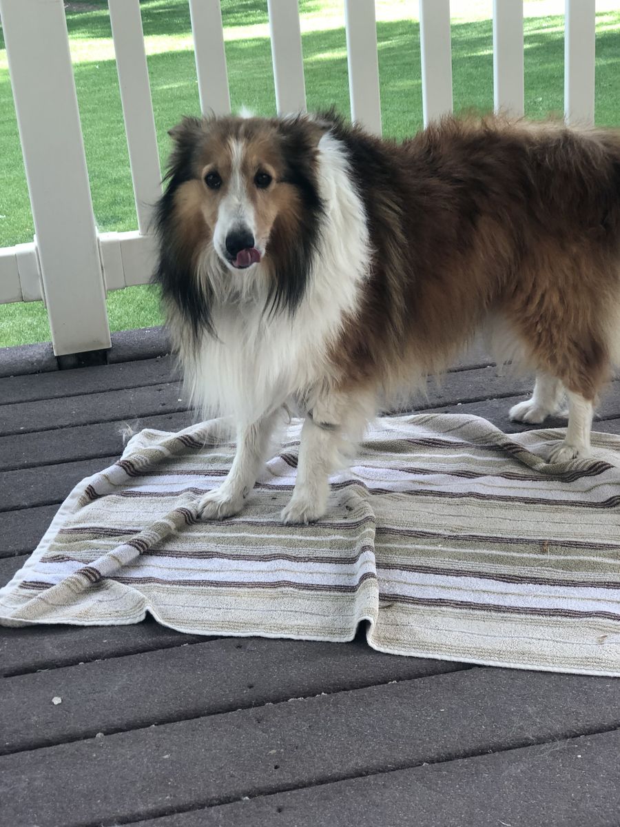 AKC Registered Sable & White Sheltie Puppies - 3 Girls, 5 Boys, 2 Weeks Old