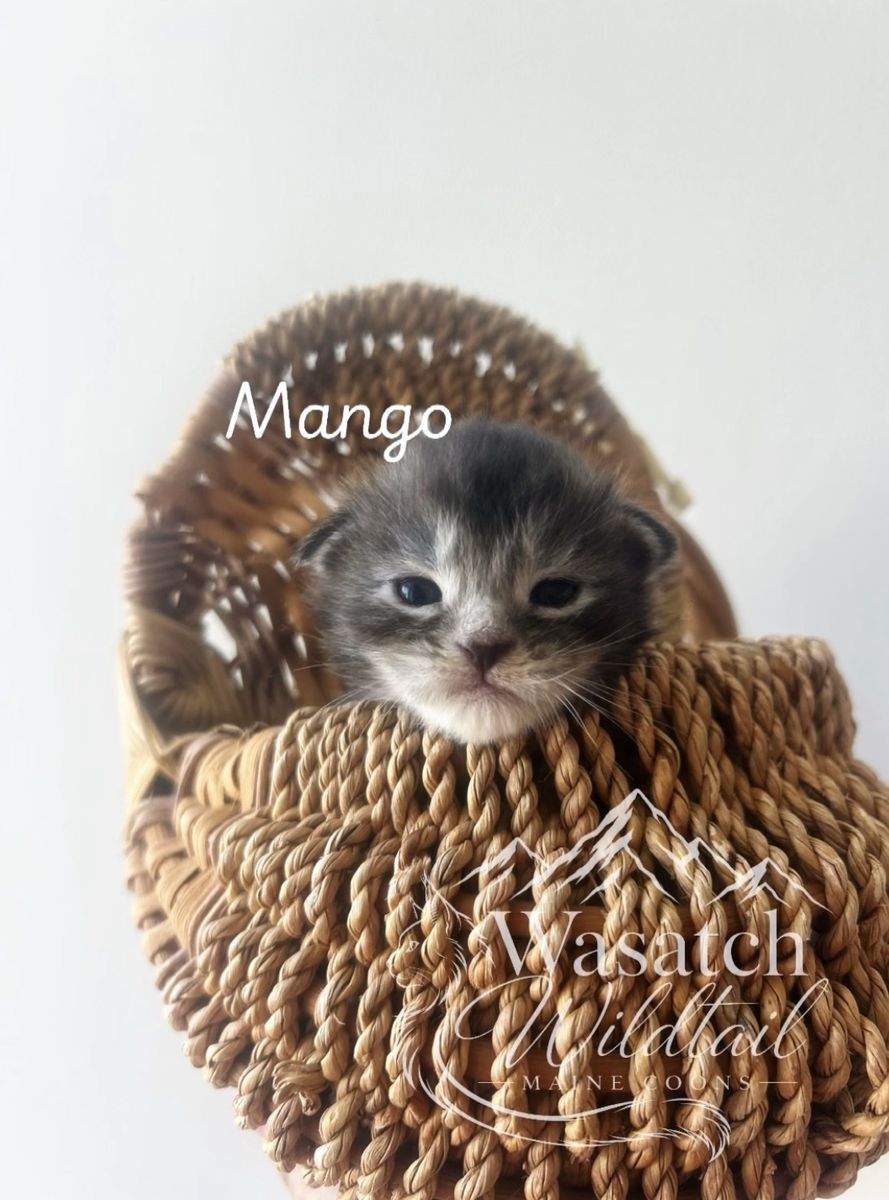 Maine coon kittens