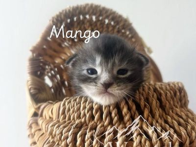 Maine coon kittens