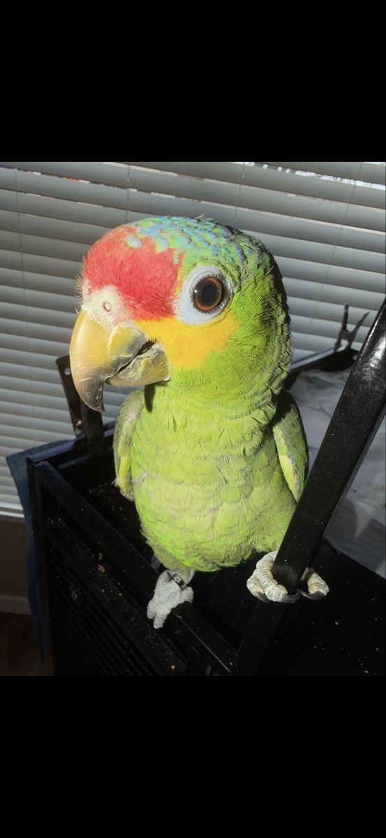 Amazon Parrots red lored pair 