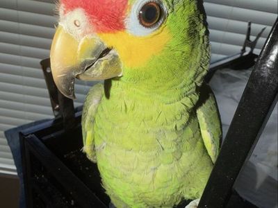 Amazon Parrots red lored pair