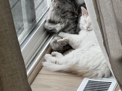 Looking for a Loving Home - Ozzy and Rusty