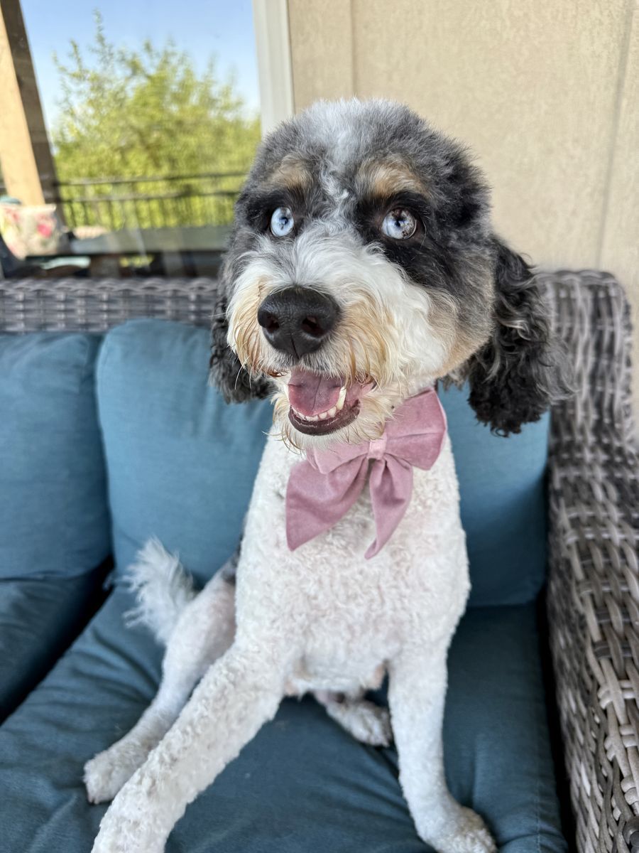 Blue eyed Bernedoodle sweetheart