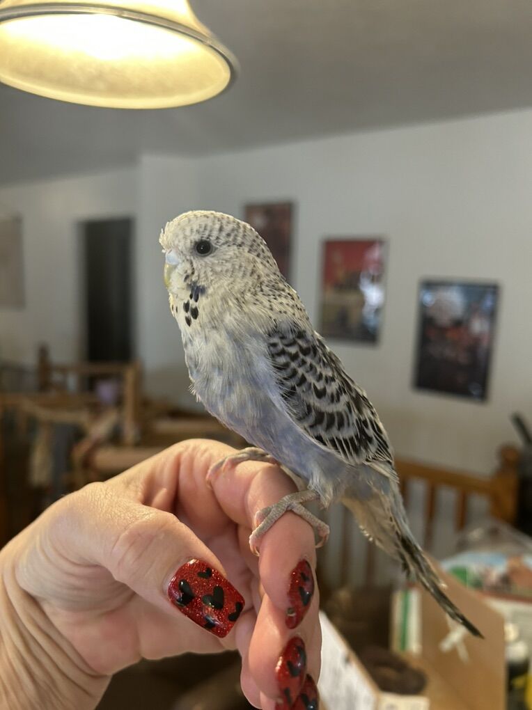 Handfed English Budgie