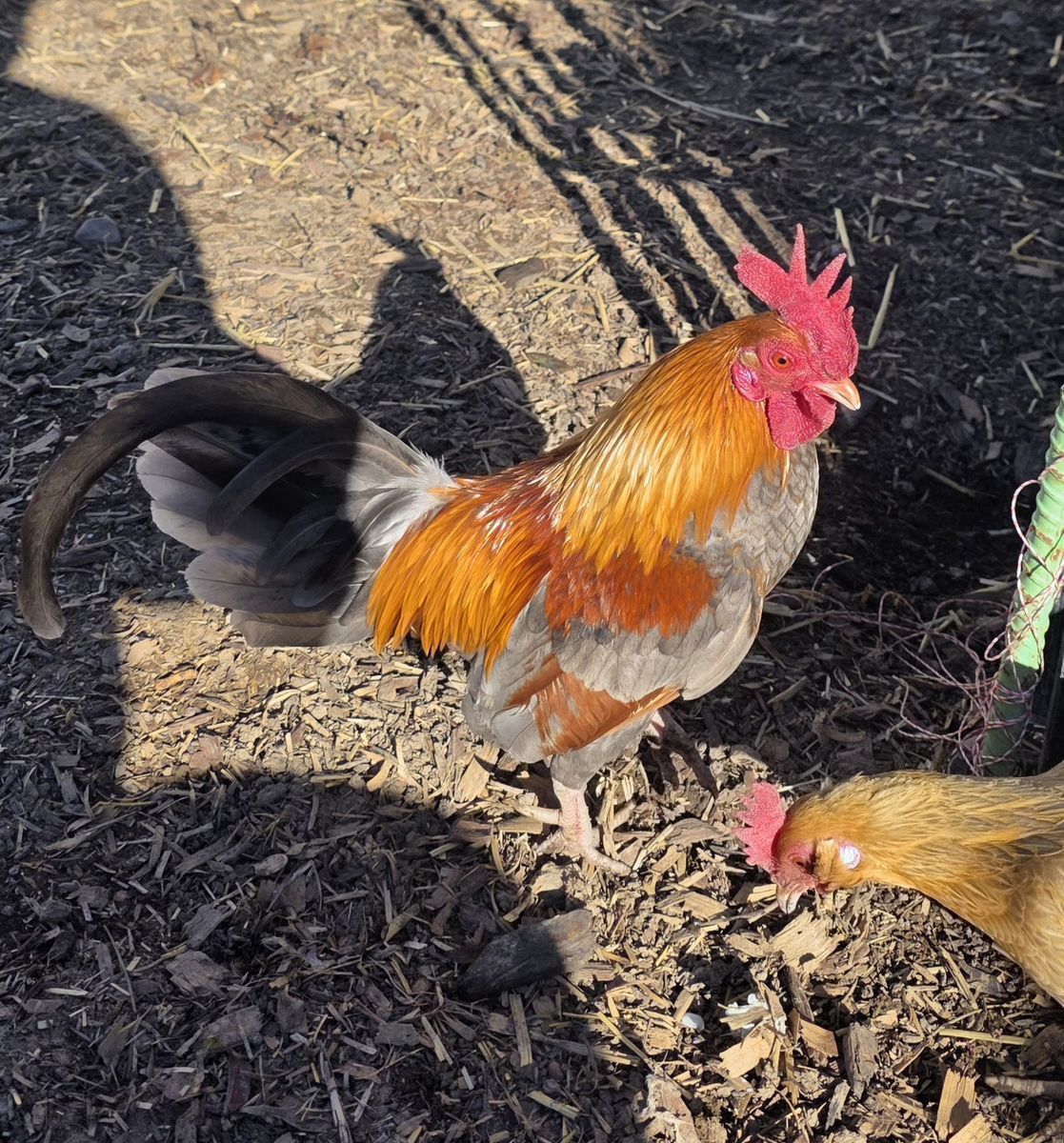 Rehome handsome Bantam Old English rooster with his 2 Porcelain d'uccle ladies