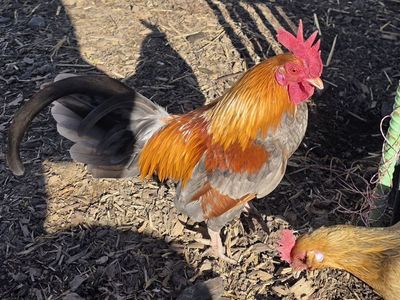 Rehome handsome Bantam Old English rooster with his 2 Porcelain d'uccle ladies