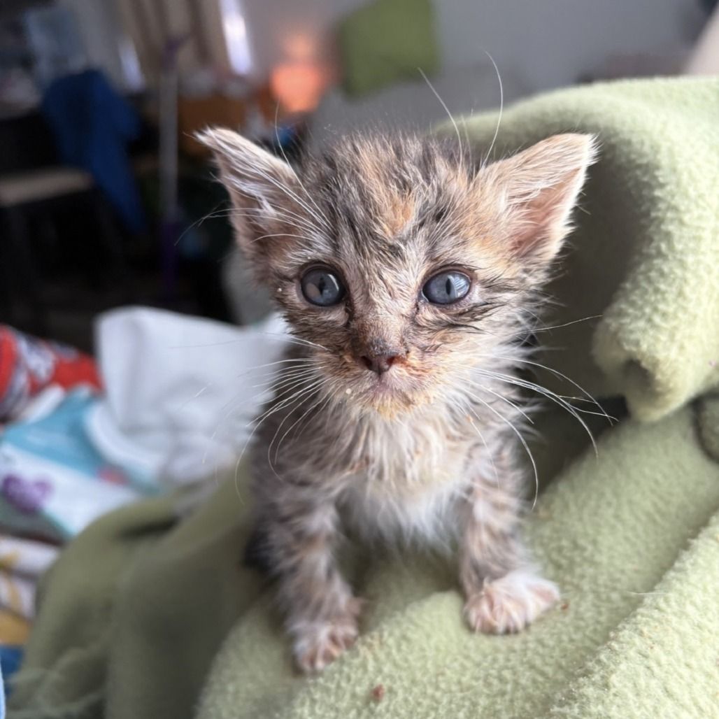 Hello my name is BBQ