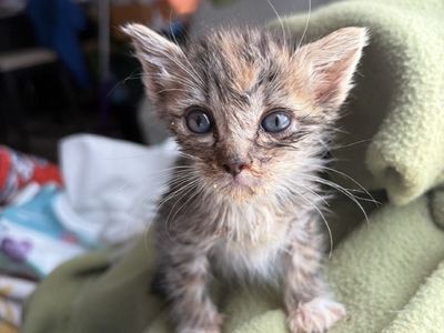 Hello my name is BBQ