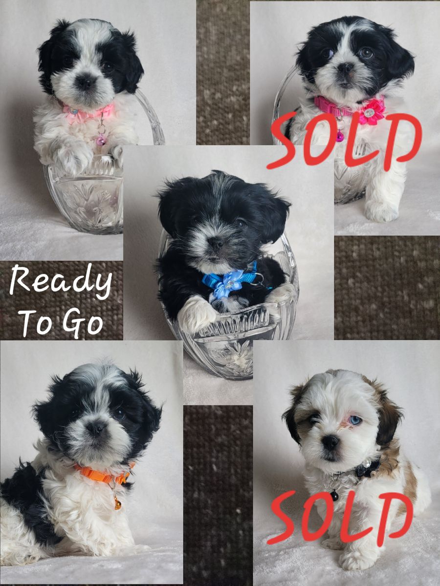 Shih Tzu Pups- Ready -Going Fast!