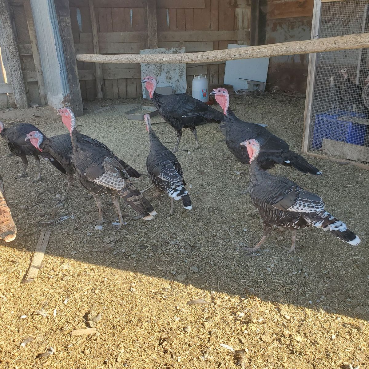 turkeys for sale