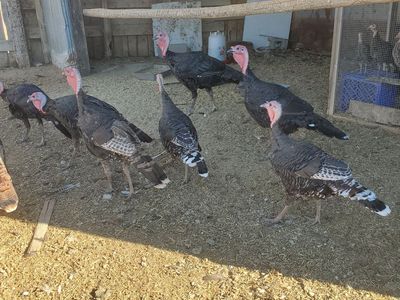 turkeys for sale