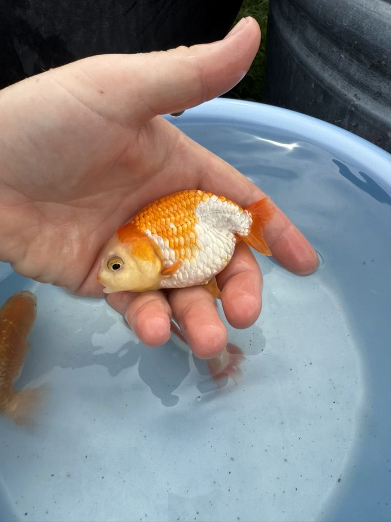 Highquality Showgrade Large Ranchu Goldfish