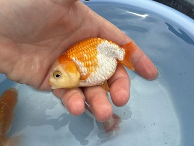 Highquality Showgrade Large Ranchu Goldfish