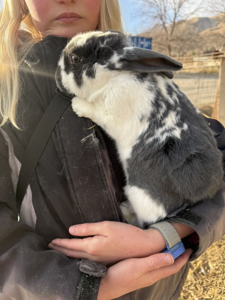 New Zealand rabbits - All Colors