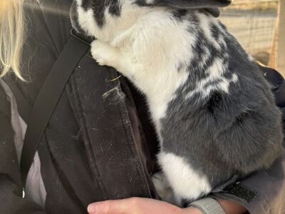 New Zealand rabbits - All Colors