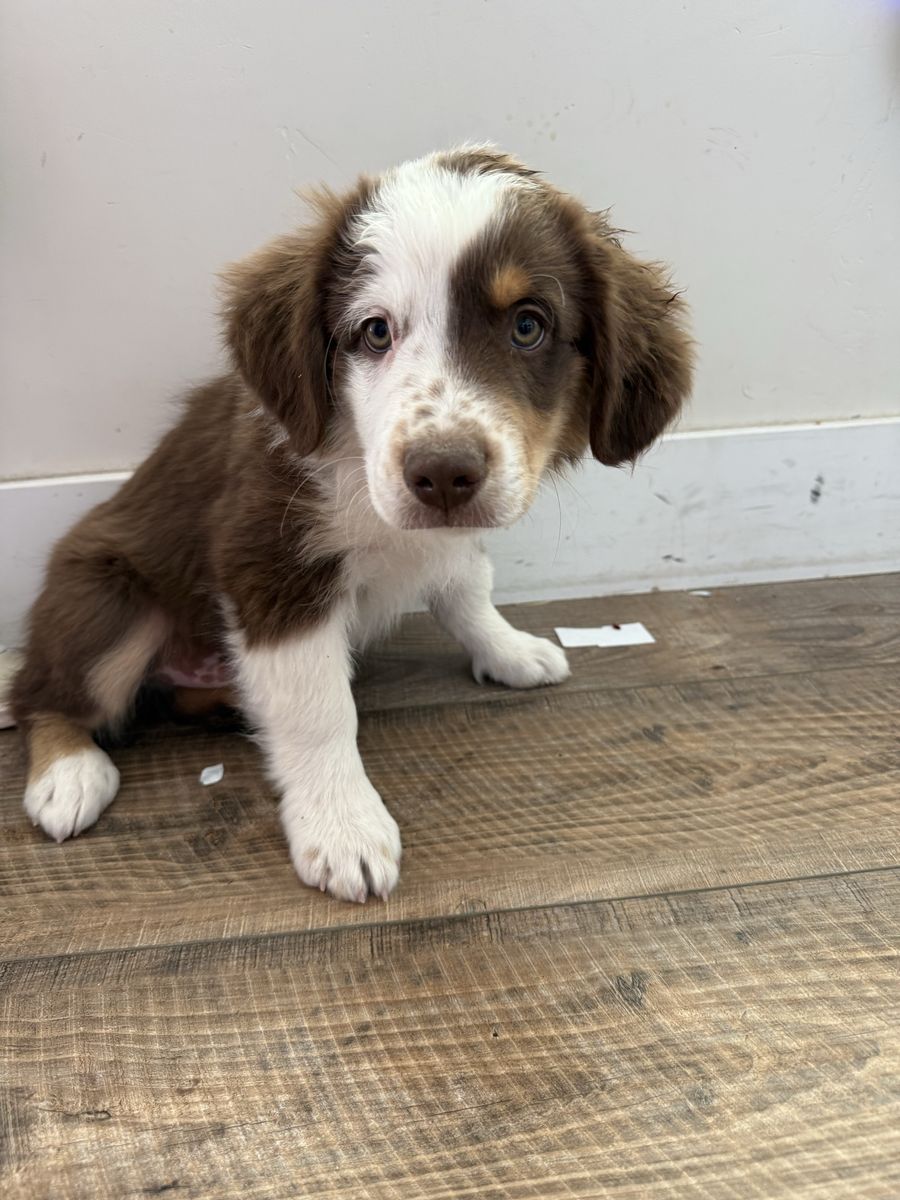 Mini Australian Shepherd Puppy