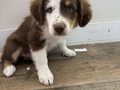 Mini Australian Shepherd Puppy