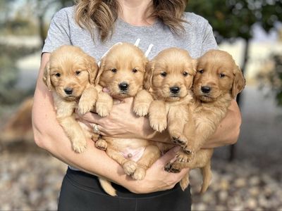 AKC Golden Retriever Puppies - Vet Checked, Wormed, First Shots - Ready Aug 7, 2026
