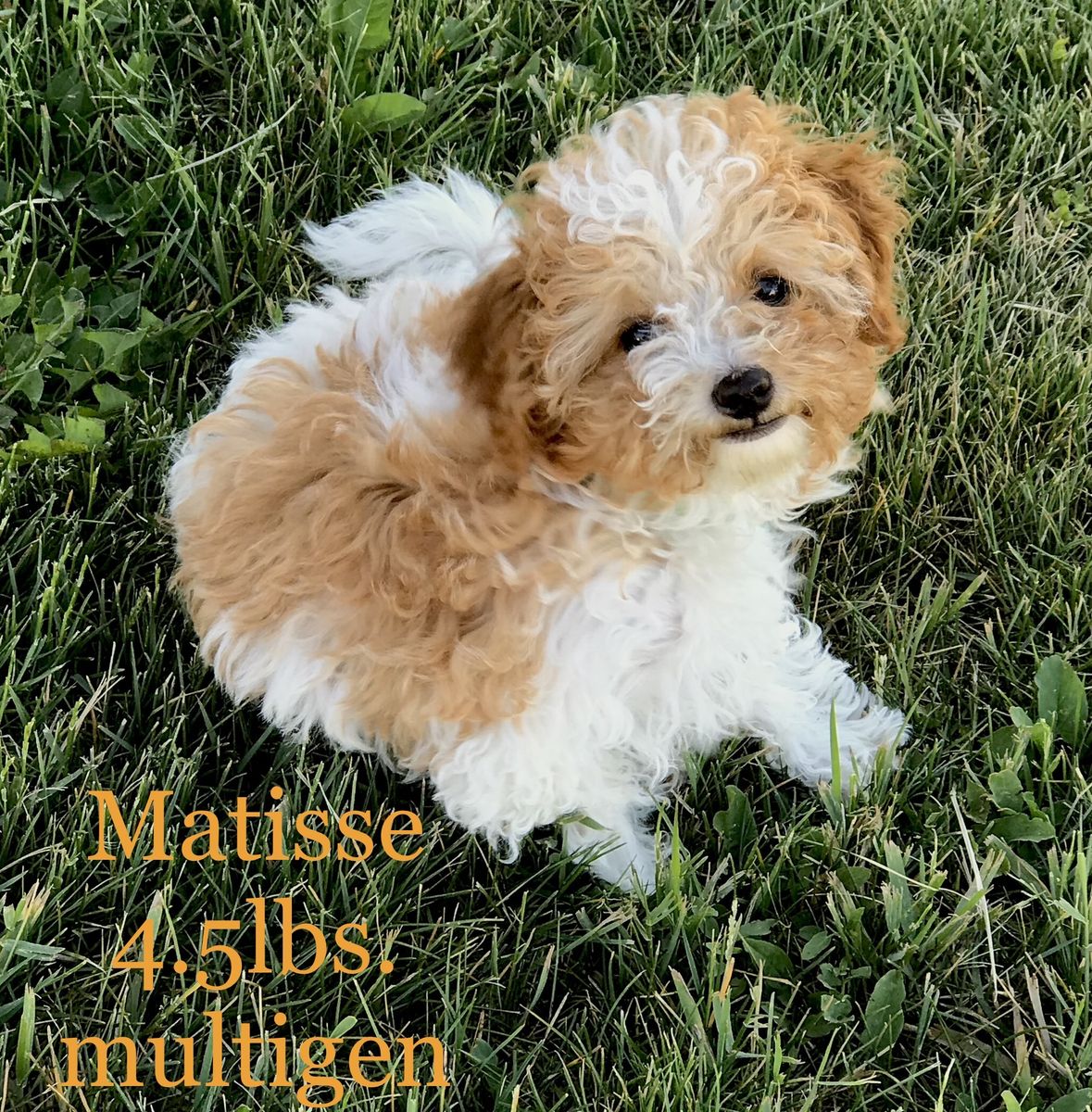 4lb Micro Goldendoodle Stud